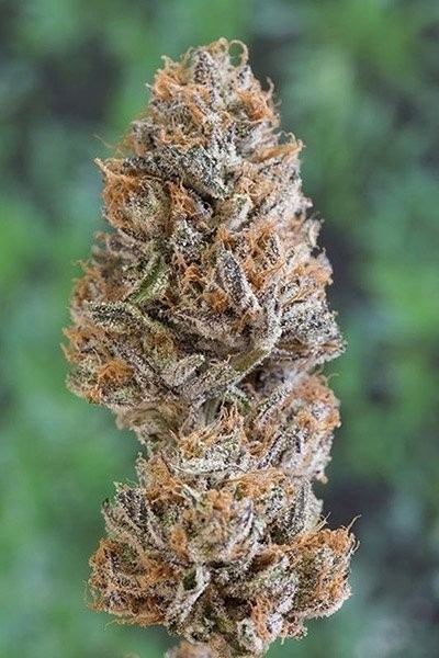 Bubba's Gift Strain