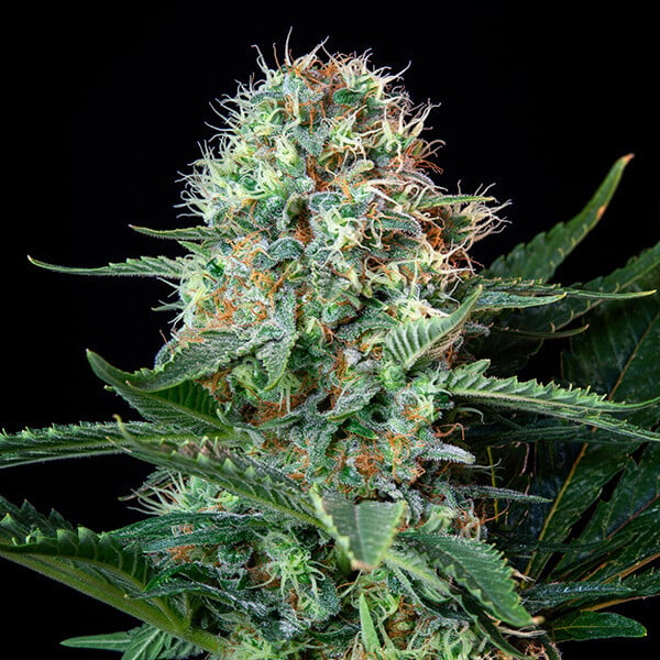 Royal Cookies Strain